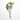 dried yellow peony bunch