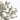 Dried Mountain Mint