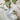 Organic Shower Steam - Cleanse Gourmet