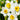 Narcissus Paperwhite Bulb - Ziva